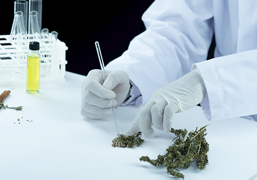 Cromatógrafo de líquidos para análisis de CBD